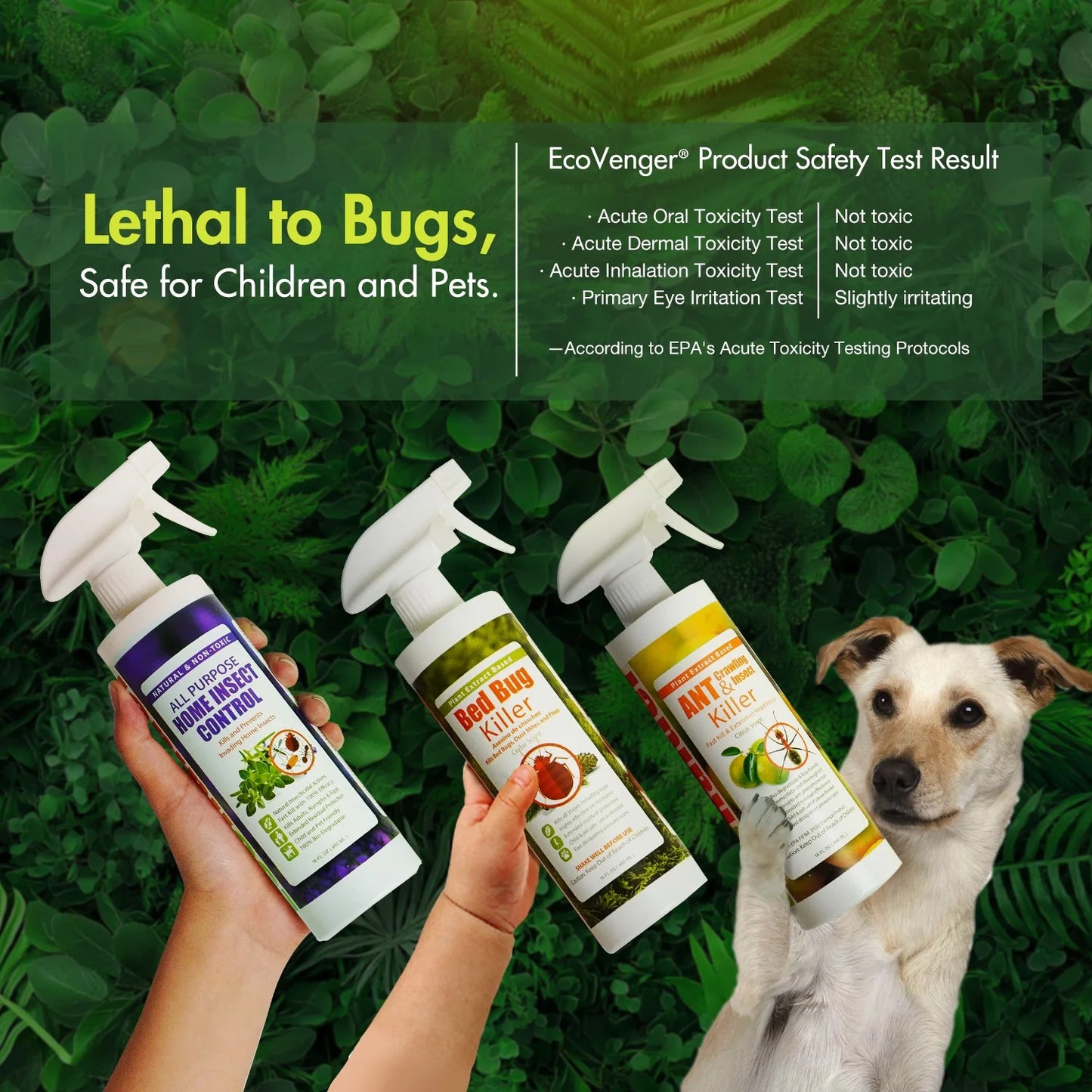 Ecoraider Bed Bug Killer Spray 2 Oz X 6 Bundle, 100% Killing Efficacy with Residual Protection, Green & Non-Toxic